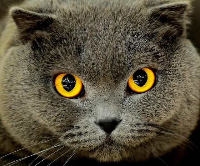 DICAS PELUDAS: GATOS- O QUE DIZEM OS SEUS OLHOS...